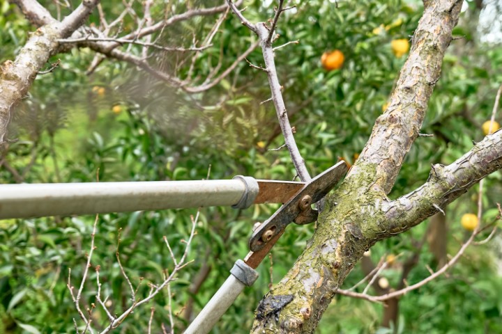 Tree lopping service